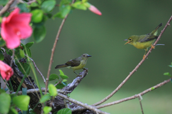 Olived-Backed Sunbird